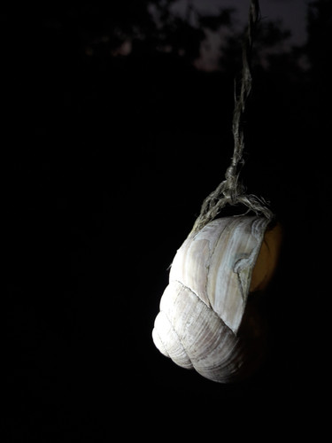 Hanging Snail At Night.jpg