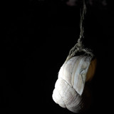 Hanging Snail At Night