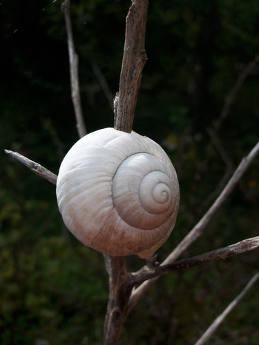 Snailhouse On Branches.jpg