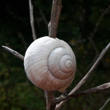 Snailhouse On Branches