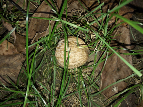 Nut In Grass