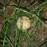 Nut In Grass