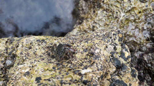 Crabs; Publicdomain; Cc0; Freeimage;.jpg