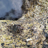 Crabs; Publicdomain; Cc0; Freeimage;