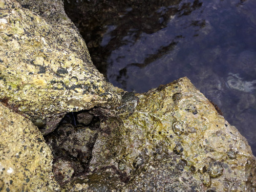 Crabs; Publicdomain; Cc0; Freeimage;.jpg