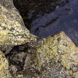 Crabs; Publicdomain; Cc0; Freeimage;