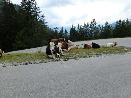 Cows Near Streets.jpg