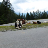 Cows Near Streets