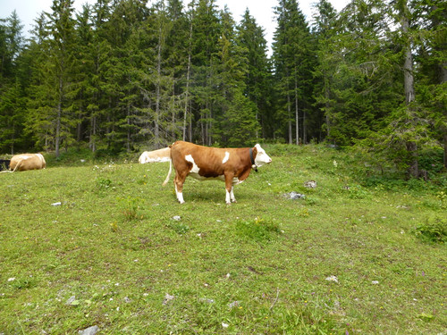 Cows Near Streets.jpg