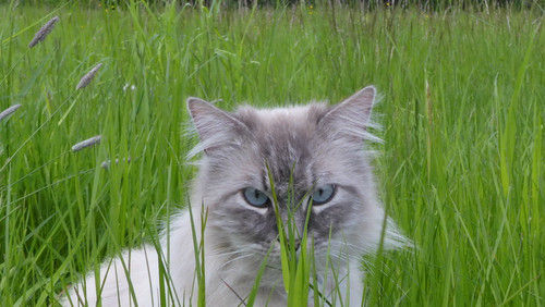 Cat; Publicdomain; Cc0; Freeimage;.jpg