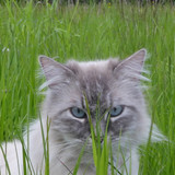 Cat; Publicdomain; Cc0; Freeimage;