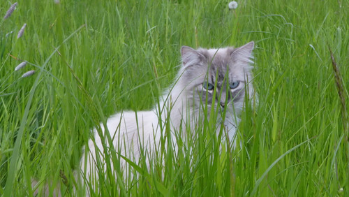 Cat; Publicdomain; Cc0; Freeimage;.jpg