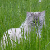 Cat; Publicdomain; Cc0; Freeimage;