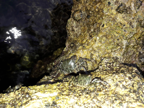 Crabs; Publicdomain; Cc0; Freeimage;.jpg