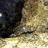 Crabs; Publicdomain; Cc0; Freeimage;