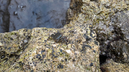 Crabs; Publicdomain; Cc0; Freeimage;.jpg