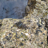 Crabs; Publicdomain; Cc0; Freeimage;