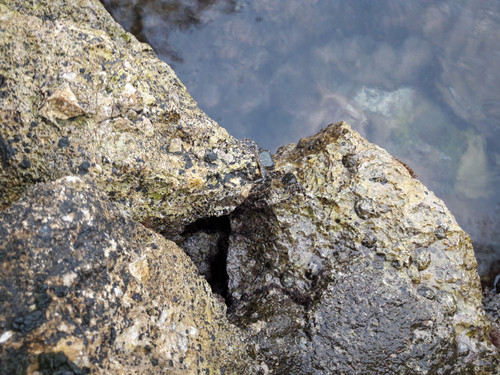 Crabs; Publicdomain; Cc0; Freeimage;.jpg