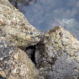 Crabs; Publicdomain; Cc0; Freeimage;