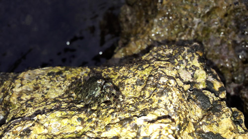 Crabs; Publicdomain; Cc0; Freeimage;.jpg