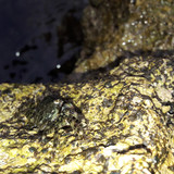 Crabs; Publicdomain; Cc0; Freeimage;