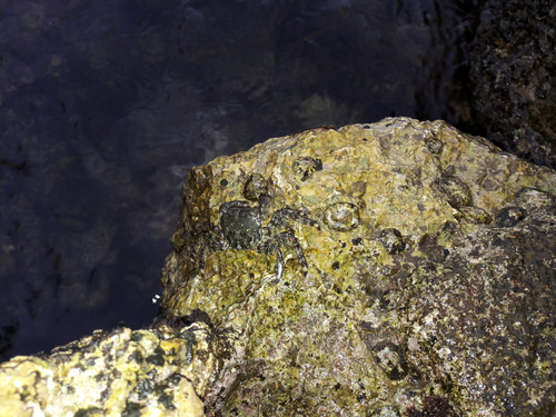 Crabs; Publicdomain; Cc0; Freeimage;.jpg