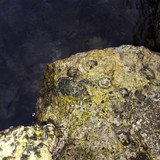 Crabs; Publicdomain; Cc0; Freeimage;