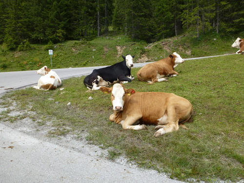 Cows Near Streets.jpg