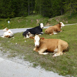 Cows Near Streets