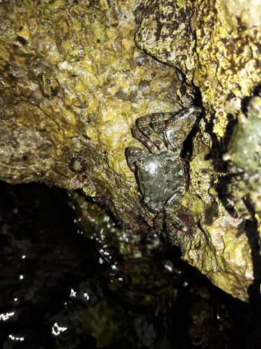 Crabs; Publicdomain; Cc0; Freeimage;.jpg