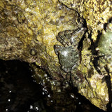 Crabs; Publicdomain; Cc0; Freeimage;