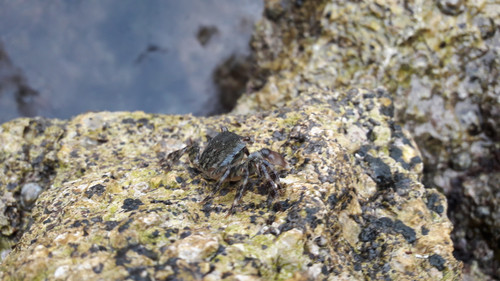 Crabs; Publicdomain; Cc0; Freeimage;.jpg