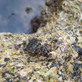 Crabs; Publicdomain; Cc0; Freeimage;