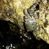 Crabs; Publicdomain; Cc0; Freeimage;