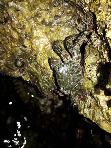 Crabs; Publicdomain; Cc0; Freeimage;.jpg