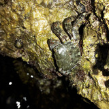 Crabs; Publicdomain; Cc0; Freeimage;