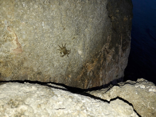 Crabs; Publicdomain; Cc0; Freeimage;.jpg