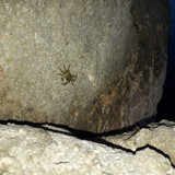 Crabs; Publicdomain; Cc0; Freeimage;