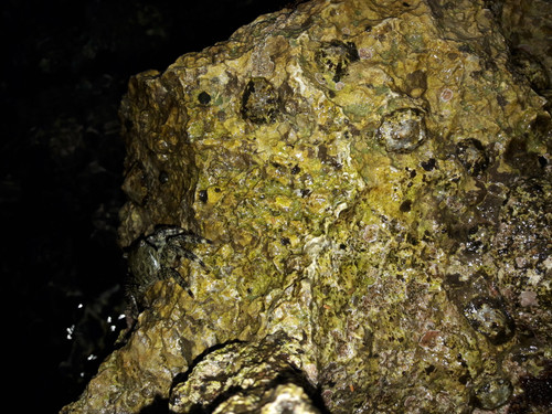 Crabs; Publicdomain; Cc0; Freeimage;.jpg