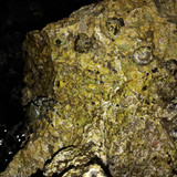 Crabs; Publicdomain; Cc0; Freeimage;