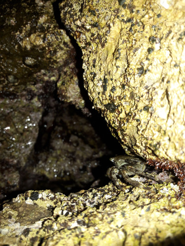 Crabs; Publicdomain; Cc0; Freeimage;.jpg