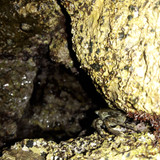 Crabs; Publicdomain; Cc0; Freeimage;