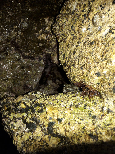 Crabs; Publicdomain; Cc0; Freeimage;.jpg