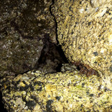 Crabs; Publicdomain; Cc0; Freeimage;