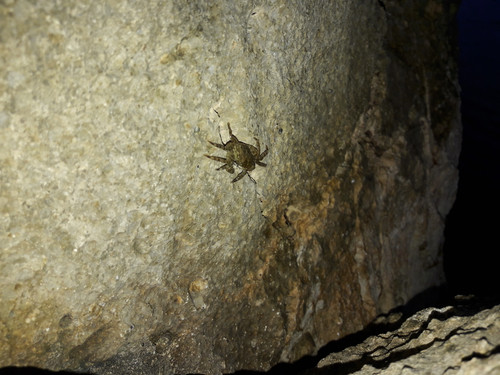 Crabs; Publicdomain; Cc0; Freeimage;.jpg