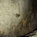 Crabs; Publicdomain; Cc0; Freeimage;