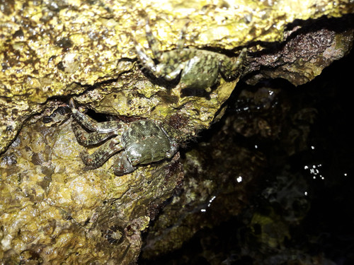 Crabs; Publicdomain; Cc0; Freeimage;.jpg