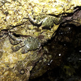 Crabs; Publicdomain; Cc0; Freeimage;