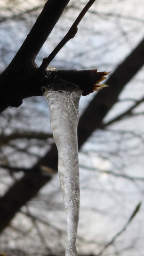 Cold Ice Crystal Publicdomain (25).jpg