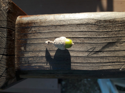 Detail; Publicdomain; Cc0; Freeimage;.jpg